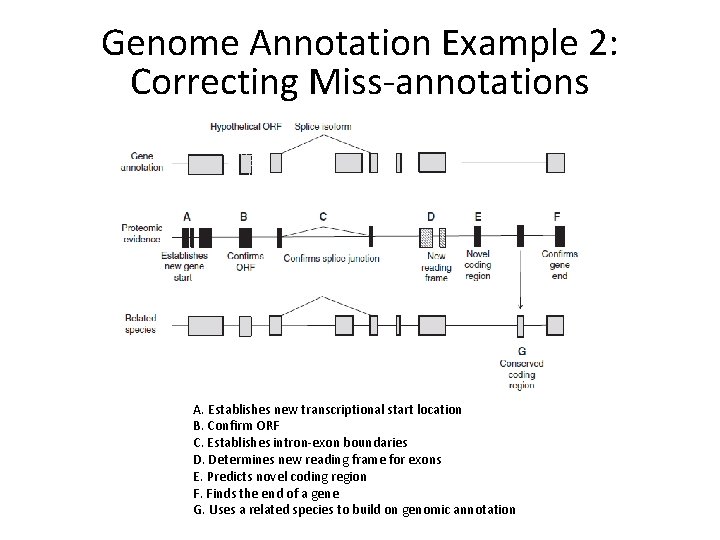 Genome Annotation Example 2: Correcting Miss-annotations A. Establishes new transcriptional start location B. Confirm