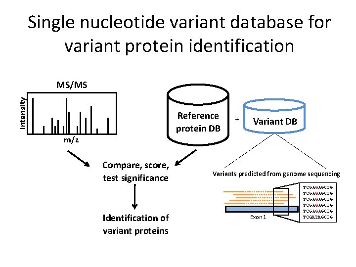 Single nucleotide variant database for variant protein identification intensity MS/MS Reference protein DB +