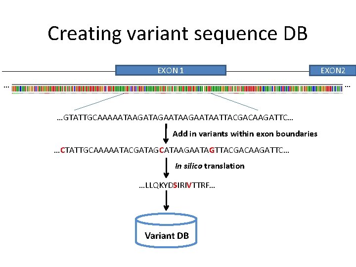 Creating variant sequence DB EXON 1 EXON 2 … … …GTATTGCAAAAATAAGATAGAATAATTACGACAAGATTC… Add in variants