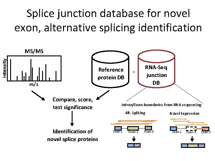 Splice junction database for novel exon, alternative splicing identification intensity MS/MS Reference protein DB