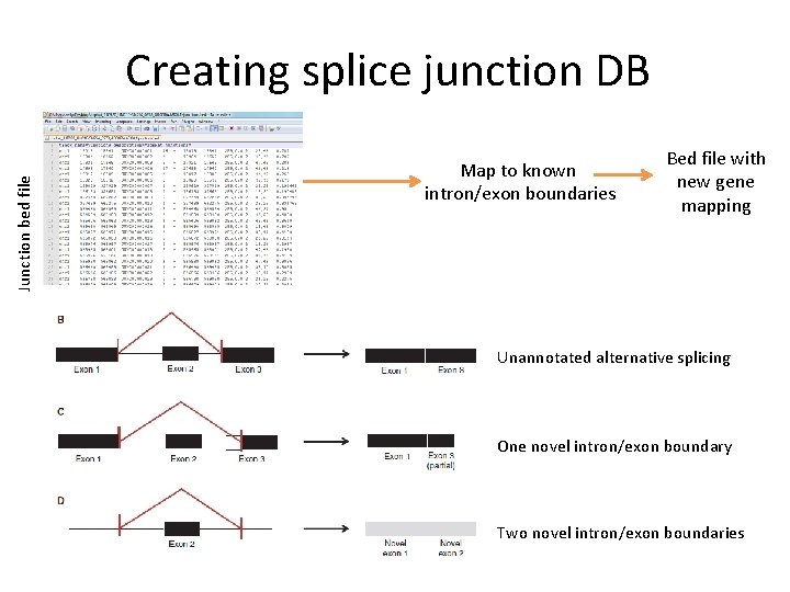 Junction bed file Creating splice junction DB Map to known intron/exon boundaries Bed file