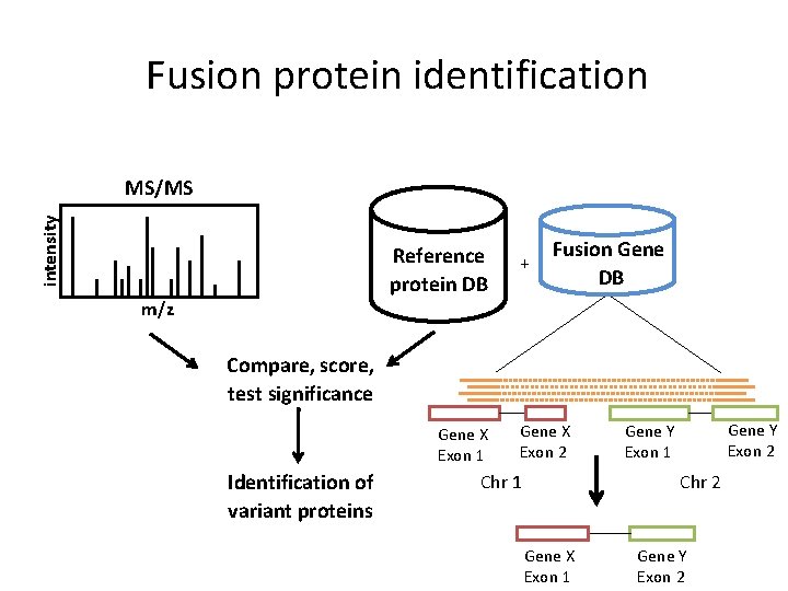 Fusion protein identification intensity MS/MS Reference protein DB + Fusion Gene DB m/z Compare,