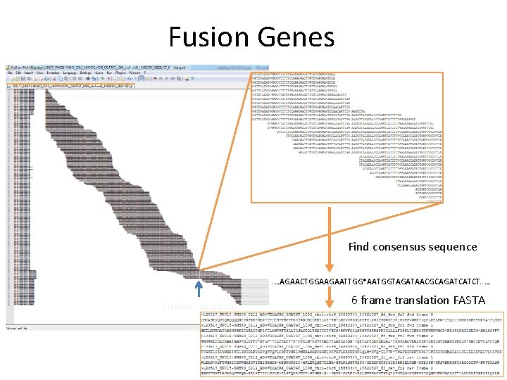 Fusion Genes Find consensus sequence. …AGAACTGGAAGAATTGG*AATGGTAGATAACGCAGATCATCT. . … Fusion Location 6 frame translation FASTA