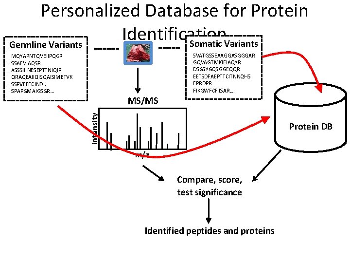 Personalized Database for Protein Identification Somatic Variants Germline Variants SVATGSSEAAGGASGGGAR GQVAGTMKIEIAQYR DSGSYGQSGGEQQR EETSDFAEPTTCITNNQHS EPRDPR