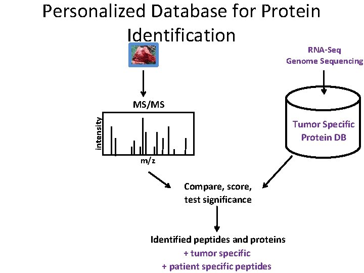Personalized Database for Protein Identification RNA-Seq Genome Sequencing intensity MS/MS Tumor Specific Protein DB