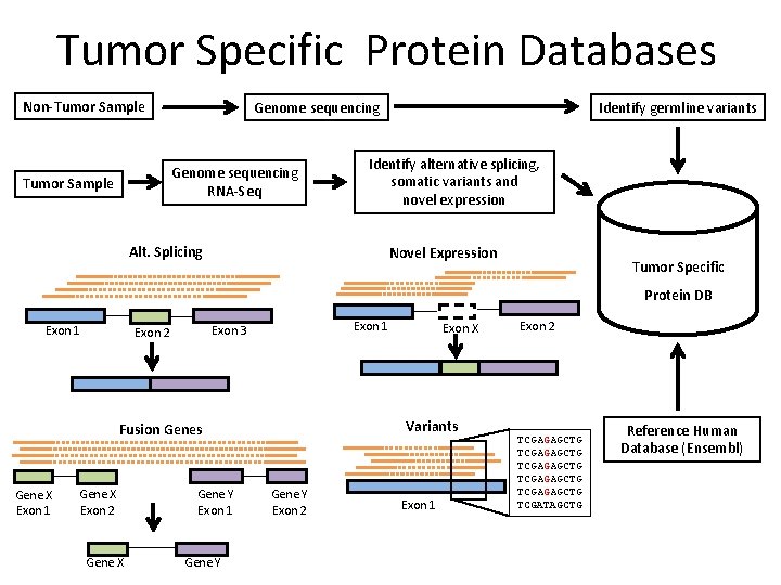 Tumor Specific Protein Databases Non-Tumor Sample Genome sequencing RNA-Seq Tumor Sample Identify germline variants