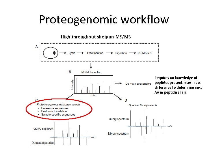 Proteogenomic workflow High throughput shotgun MS/MS Requires no knowledge of peptides present, uses mass
