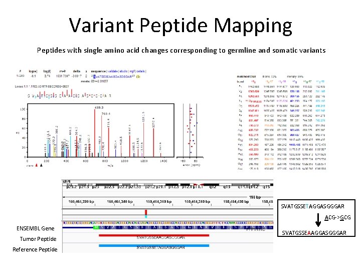 Variant Peptide Mapping Peptides with single amino acid changes corresponding to germline and somatic