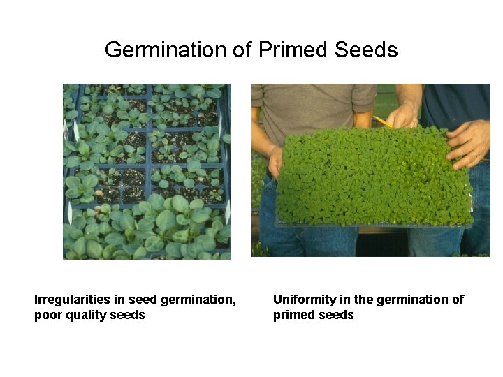 Germination of Primed Seeds Irregularities in seed germination, poor quality seeds Uniformity in the