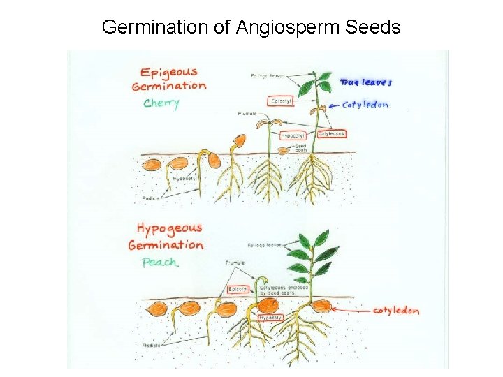 Germination of Angiosperm Seeds 