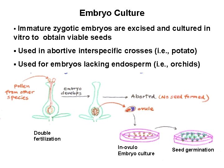 Embryo Culture § Immature zygotic embryos are excised and cultured in vitro to obtain