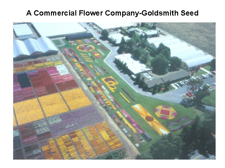 A Commercial Flower Company-Goldsmith Seed 
