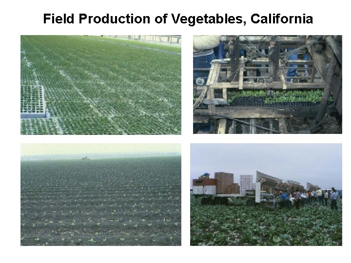 Field Production of Vegetables, California 