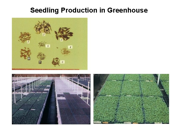 Seedling Production in Greenhouse 