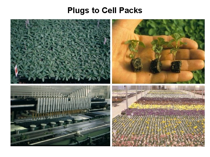 Plugs to Cell Packs 