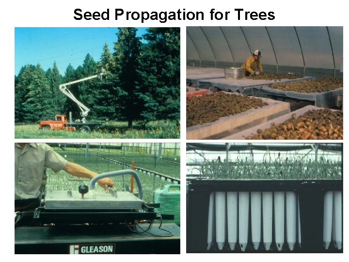 Seed Propagation for Trees 