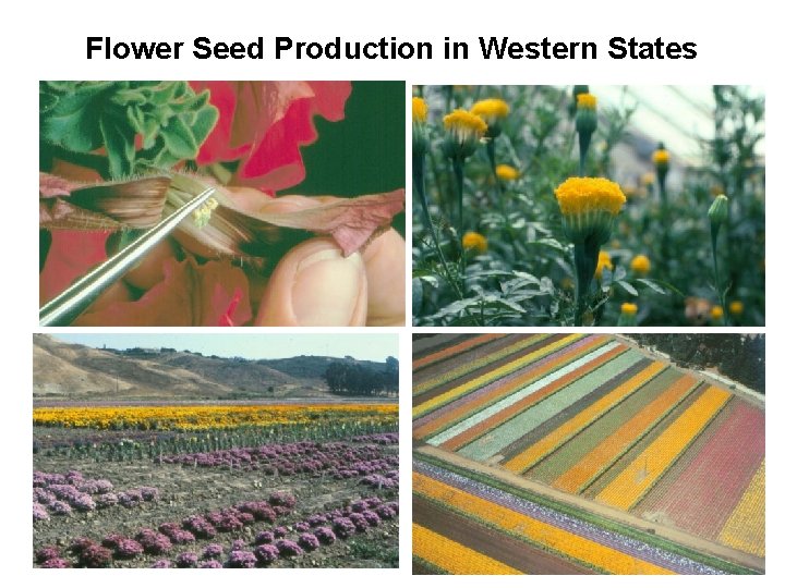 Flower Seed Production in Western States 