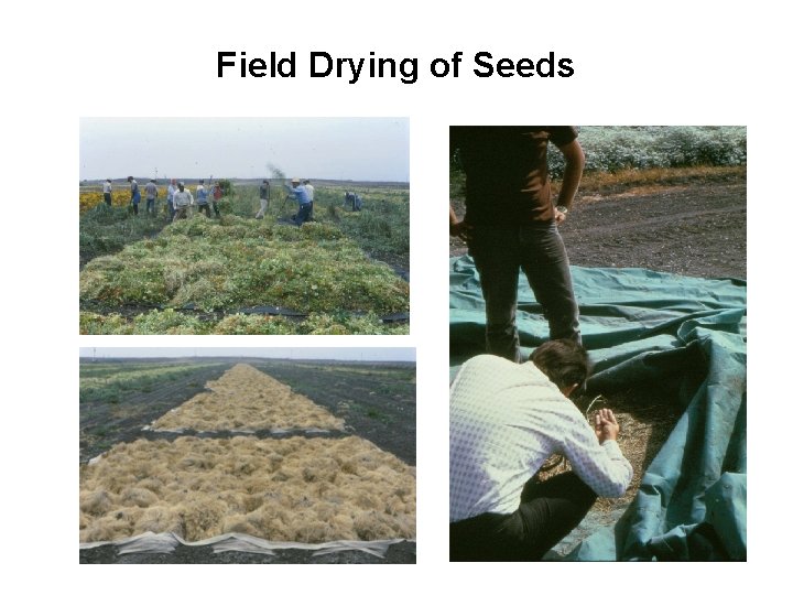 Field Drying of Seeds 