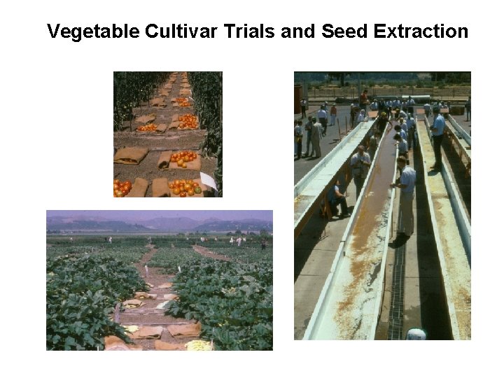 Vegetable Cultivar Trials and Seed Extraction 