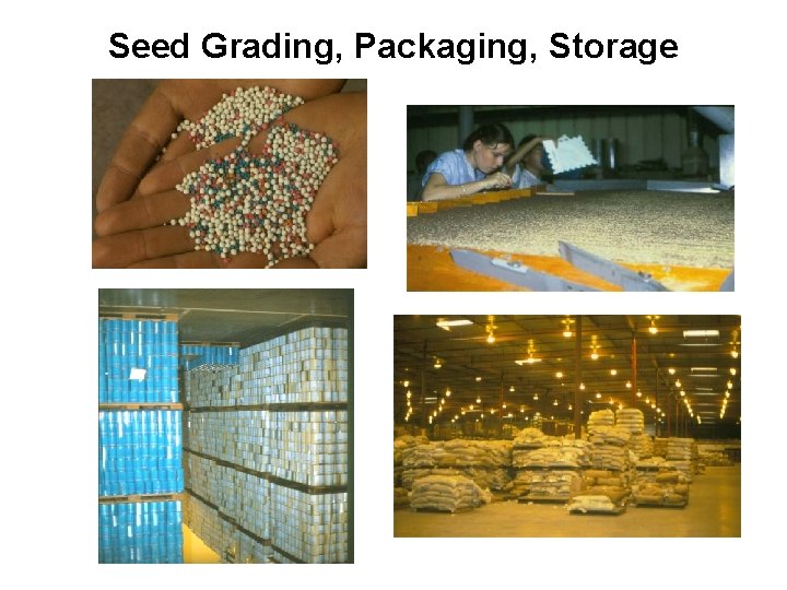 Seed Grading, Packaging, Storage 