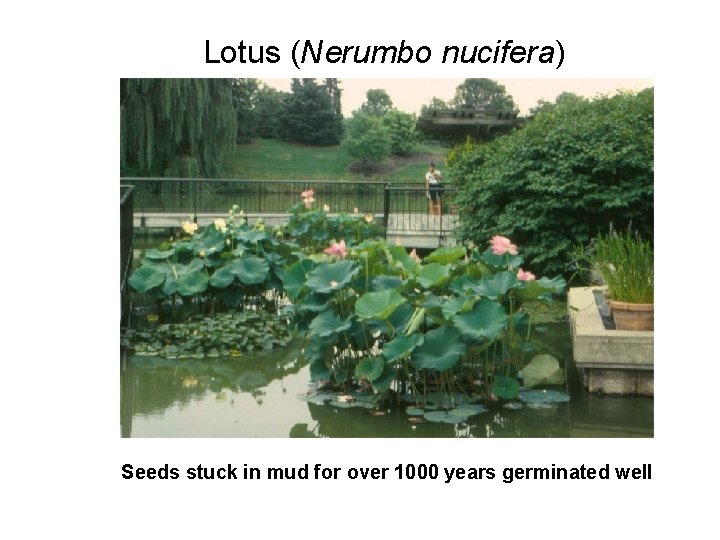 Lotus (Nerumbo nucifera) Seeds stuck in mud for over 1000 years germinated well 