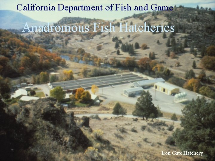 California Department of Fish and Game Anadromous Fish Hatcheries Iron Gate Hatchery 