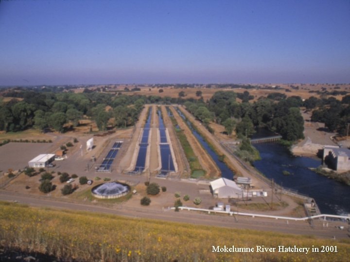 Mokelumne River Hatchery in 2001 