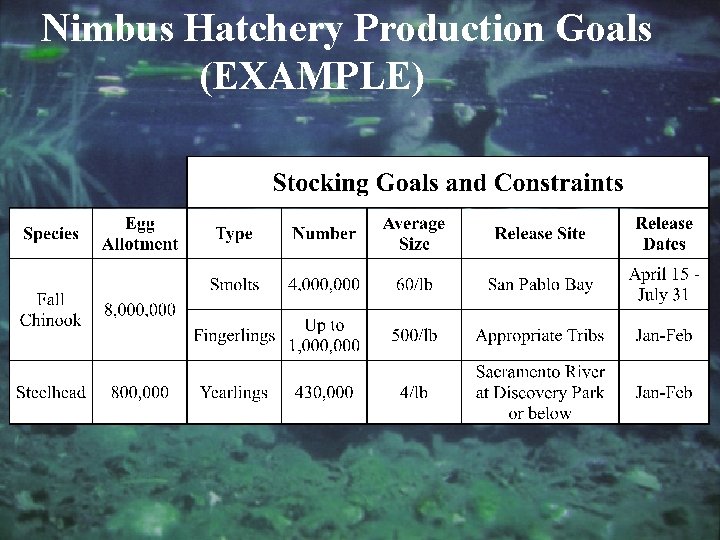 Nimbus Hatchery Production Goals (EXAMPLE) 