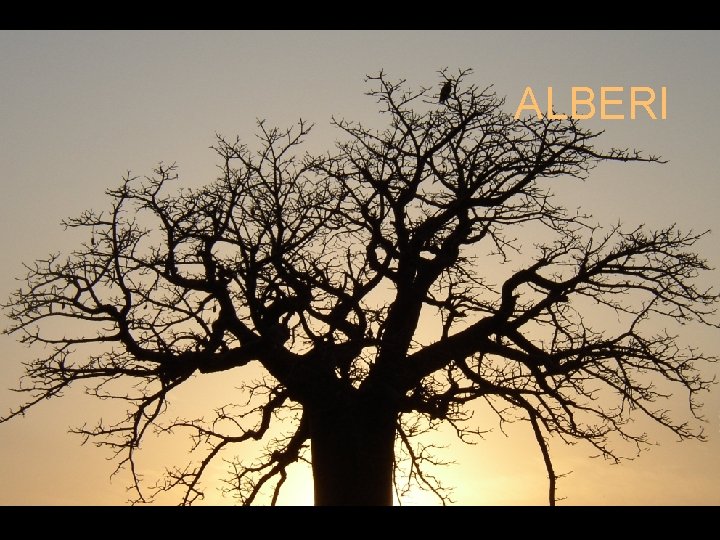 G ALBERI 