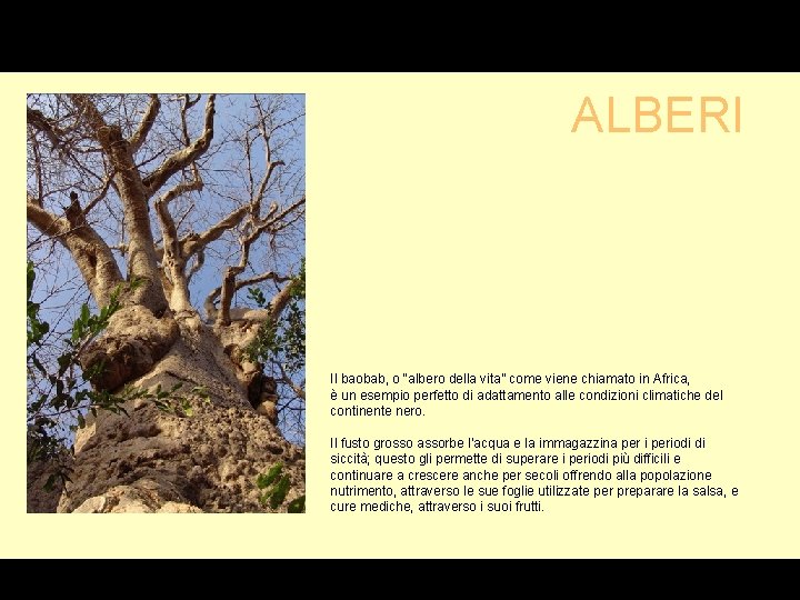 G ALBERI Il baobab, o “albero della vita” come viene chiamato in Africa, è