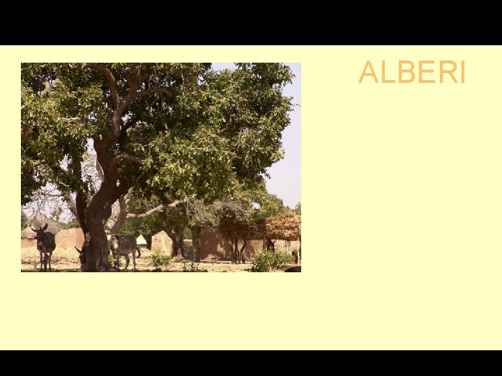 G ALBERI 