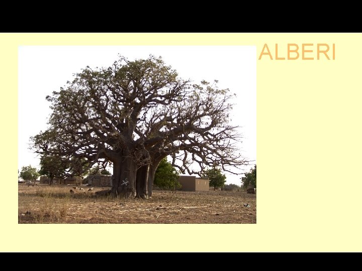 G ALBERI 