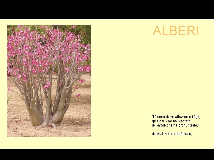 G ALBERI “L’uomo rivive attraverso i figli, gli alberi che ha piantato, le parole
