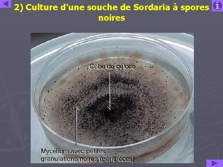 2) Culture d'une souche de Sordaria à spores noires 