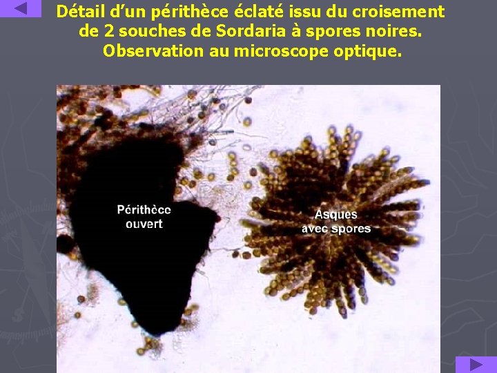Détail d’un périthèce éclaté issu du croisement de 2 souches de Sordaria à spores