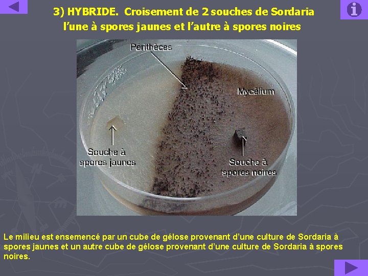  3) HYBRIDE. Croisement de 2 souches de Sordaria l’une à spores jaunes et