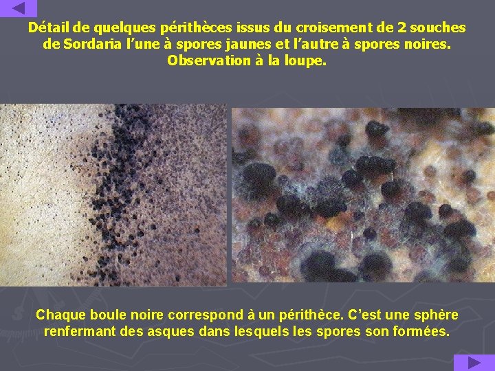 Détail de quelques périthèces issus du croisement de 2 souches de Sordaria l’une à