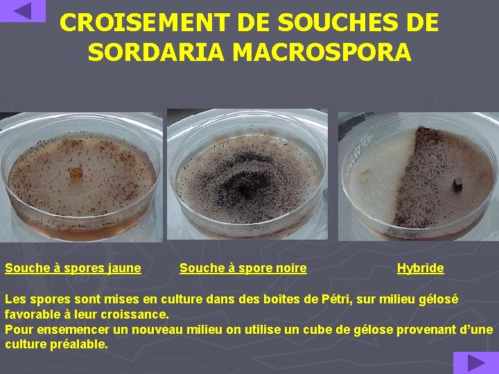 CROISEMENT DE SOUCHES DE SORDARIA MACROSPORA Souche à spores jaune Souche à spore noire