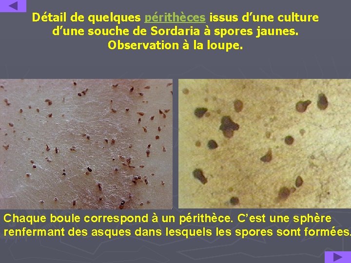 Détail de quelques périthèces issus d’une culture d’une souche de Sordaria à spores jaunes.