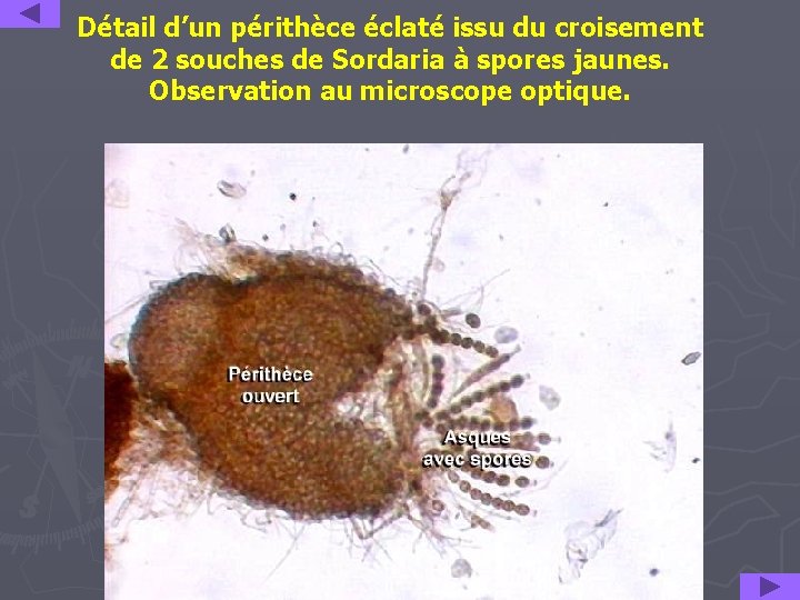 Détail d’un périthèce éclaté issu du croisement de 2 souches de Sordaria à spores