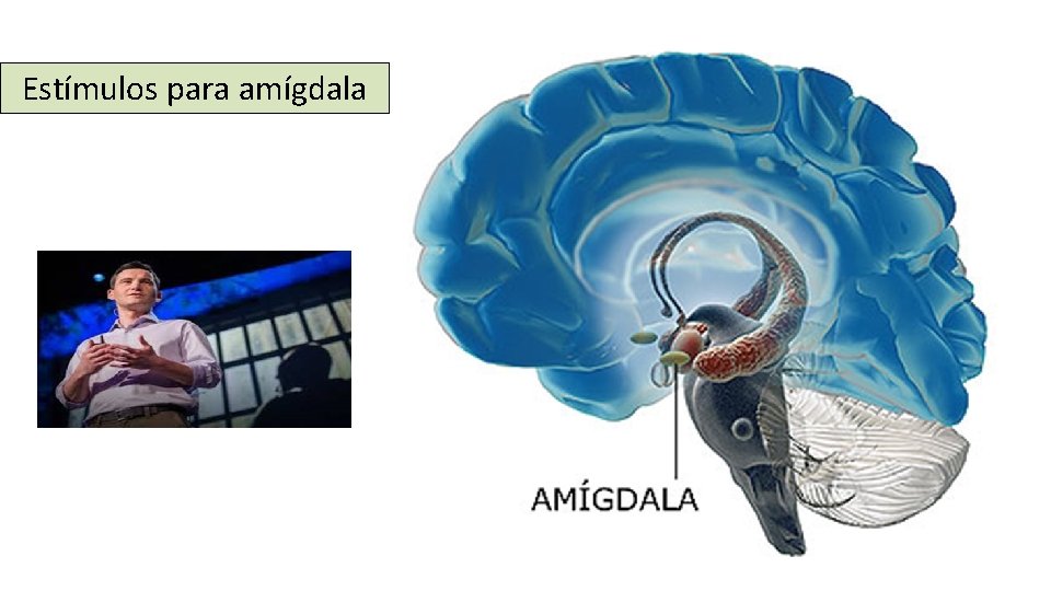 Estímulos para amígdala 