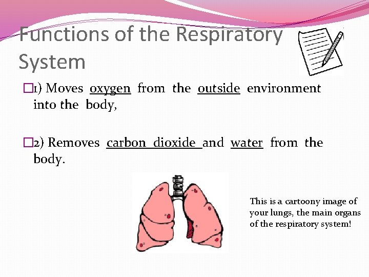 Functions of the Respiratory System � 1) Moves oxygen from the outside environment into