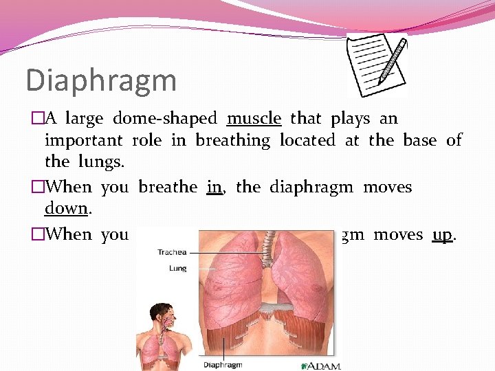 Diaphragm �A large dome-shaped muscle that plays an important role in breathing located at