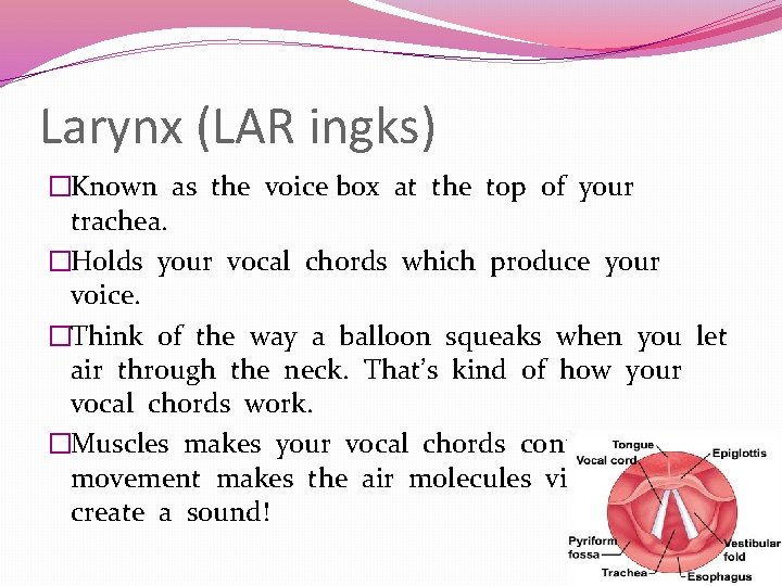 Larynx (LAR ingks) �Known as the voice box at the top of your trachea.