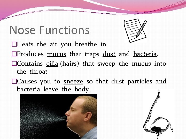 Nose Functions �Heats the air you breathe in. �Produces mucus that traps dust and