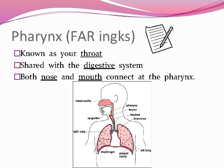 Pharynx (FAR ingks) �Known as your throat �Shared with the digestive system �Both nose