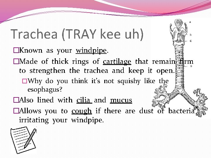 Trachea (TRAY kee uh) �Known as your windpipe. �Made of thick rings of cartilage