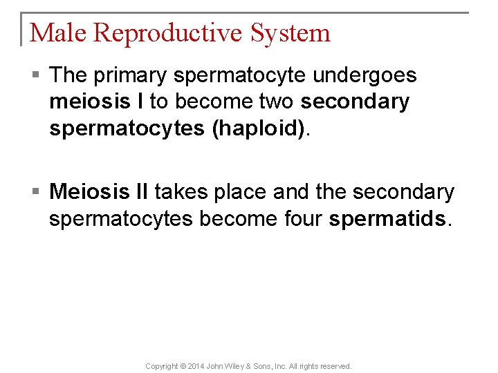 Male Reproductive System § The primary spermatocyte undergoes meiosis I to become two secondary