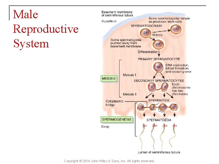 Male Reproductive System Copyright © 2014 John Wiley & Sons, Inc. All rights reserved.