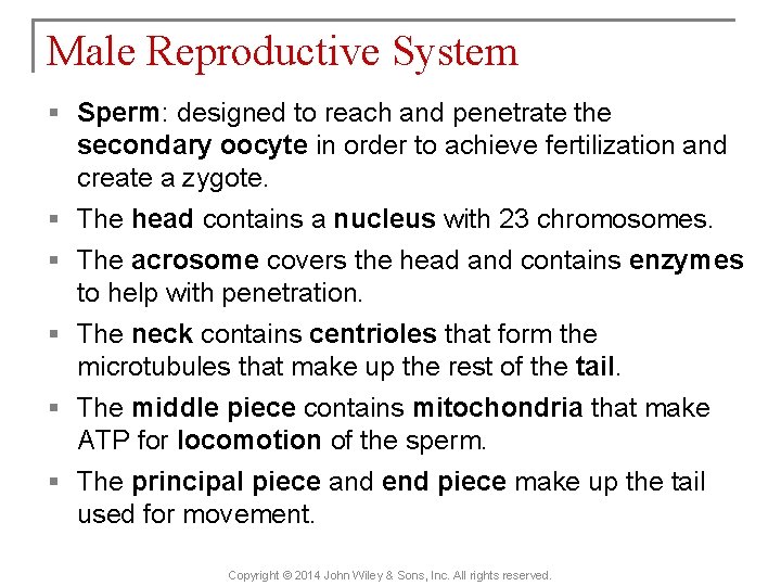 Male Reproductive System § Sperm: designed to reach and penetrate the secondary oocyte in